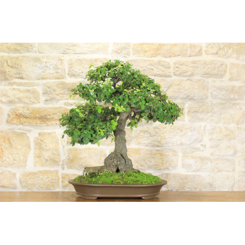 Chêne bonsaï - Chêne vert (61)