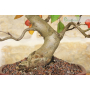 Crab apple bonsai tree (96)