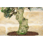Olive bonsai tree (236)