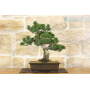 Pine Pentaphilla bonsai tree (37)