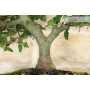 Oak bonsai tree - Holm oak (77)