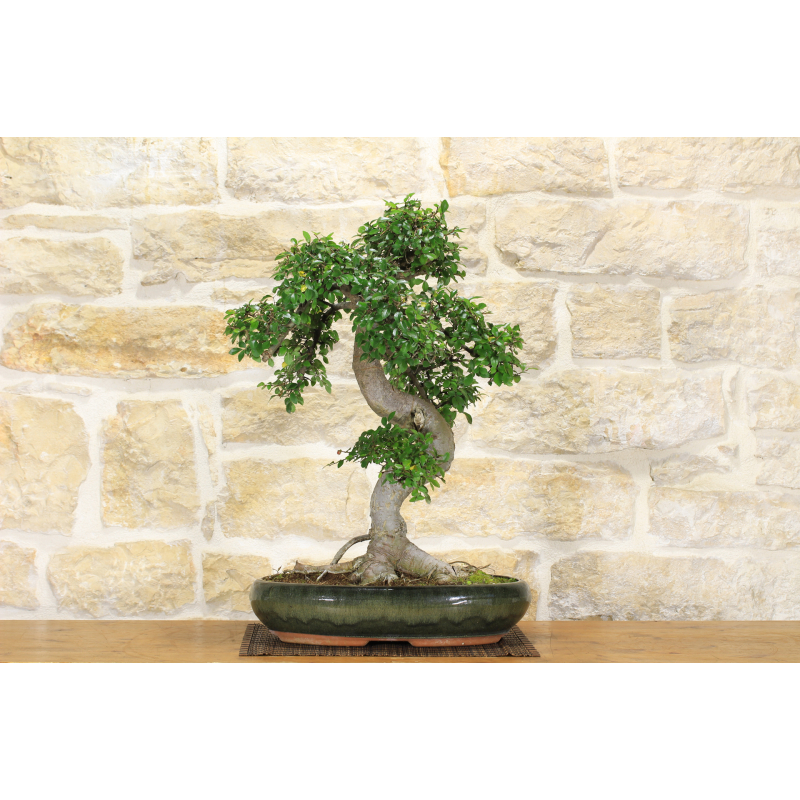 Chinese elm bonsai tree (131)