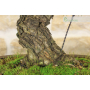 Pine Pentaphilla bonsai tree (38)
