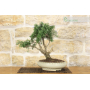 Rosemary bonsai tree (52)