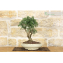 Rosemary bonsai tree (52)