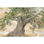 Lentisk bonsai tree (57)