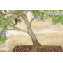 Rosemary bonsai tree (53)