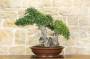 2 - Bonsai di Phillyrea (25)