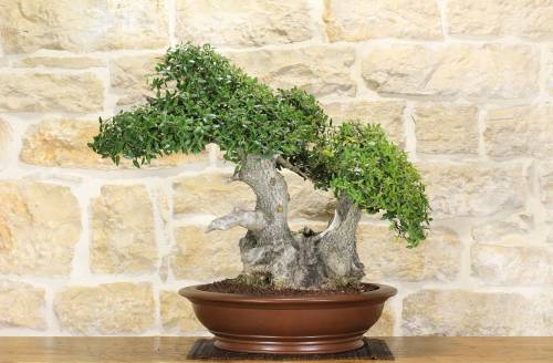 2 - Bonsai di Phillyrea (25)