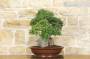 3 - Bonsai di Phillyrea (25)