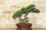4 - Bonsai di Phillyrea (25)