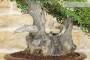 6 - Bonsai di Phillyrea (25)