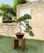 2 - Espositore alzatina per piante e bonsai - base cm. 30x30 - altezza cm. 40