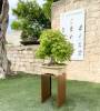 2 - Espositore alzatina per piante e bonsai - base cm. 30x30 - altezza cm. 50
