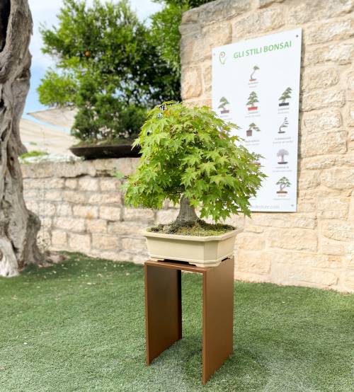 2 - Espositore alzatina per piante e bonsai - base cm. 30x30 - altezza cm. 50
