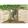 Bonsai di Ficus Retusa (145)
