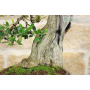 Oliven-Bonsai-Baum (148)