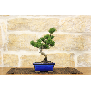 Pentaphilla pine bonsai tree (30)