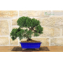 Juniper bonsai tree (24)