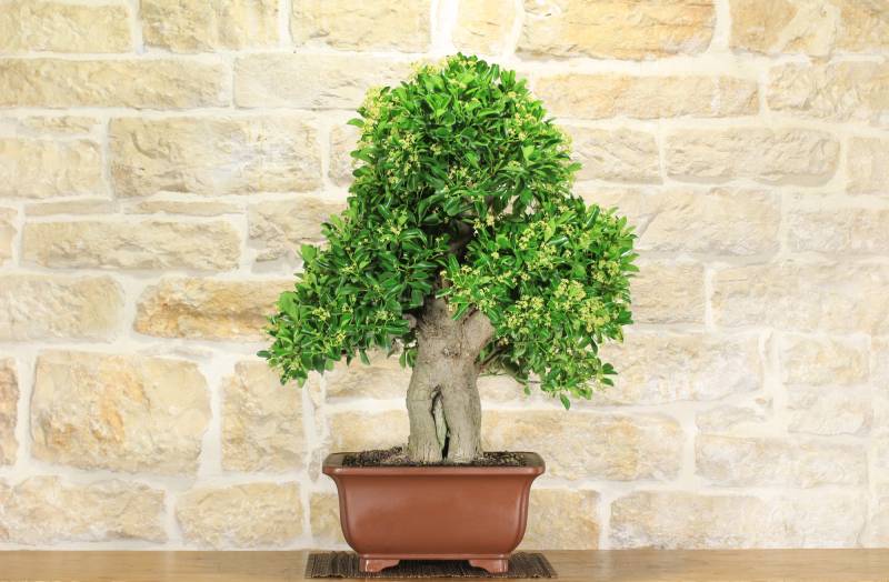 2 - Bonsai di Evonimus Japonico (1)