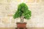 2 - Bonsai di Evonimus Japonico (1)