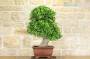 3 - Bonsai di Evonimus Japonico (1)