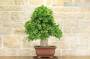 4 - Bonsai di Evonimus Japonico (1)