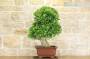 5 - Bonsai di Evonimus Japonico (1)