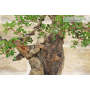 Lentisk bonsai tree (58)