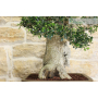 Olive bonsai tree (239)