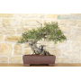 Lentisk bonsai tree (59)