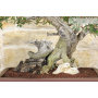 Lentisk bonsai tree (59)