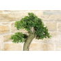 Olive bonsai tree (240)