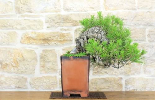 2 - Bonsai di Pino Nero Thunbergii (37)