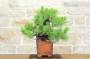 5 - Bonsai di Pino Nero Thunbergii (37)