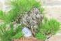 7 - Bonsai di Pino Nero Thunbergii (37)