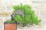 8 - Bonsai di Pino Nero Thunbergii (37)