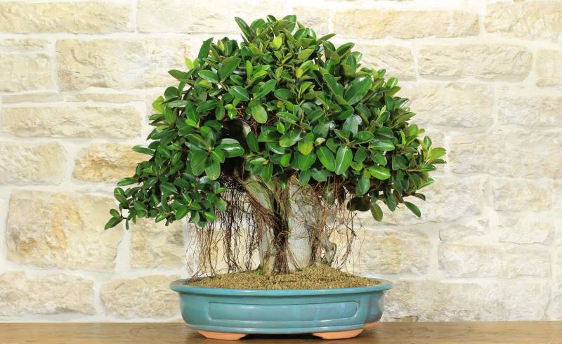 2 - Bonsai Ficus Australis (4)