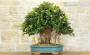 4 - Bonsai Ficus Australis (4)