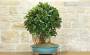 5 - Bonsai Ficus Australis (4)