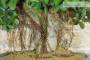 6 - Bonsai Ficus Australis (4)