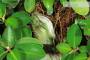 7 - Bonsai Ficus Australis (4)