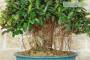 8 - Bonsai Ficus Australis (4)