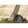 Cercis bonsai - Judas tree (62)