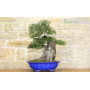 Lentisk bonsai tree (60)