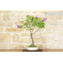 Common Lilac bonsai tree (3)