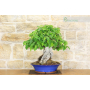 Quince bonsai tree (12)