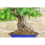 Coing bonsaï (12)