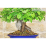 Quince bonsai tree (12)