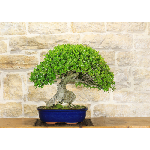 Phillyrea bonsai tree (21)